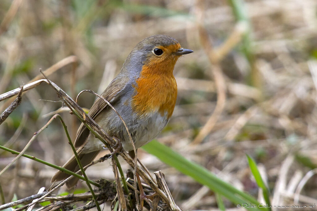 European Robinadult, identification