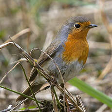 European Robin