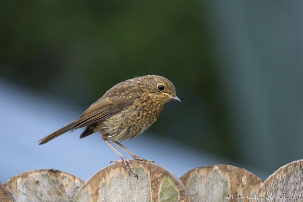 European Robinjuvenile, identification