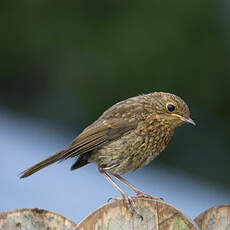 European Robin