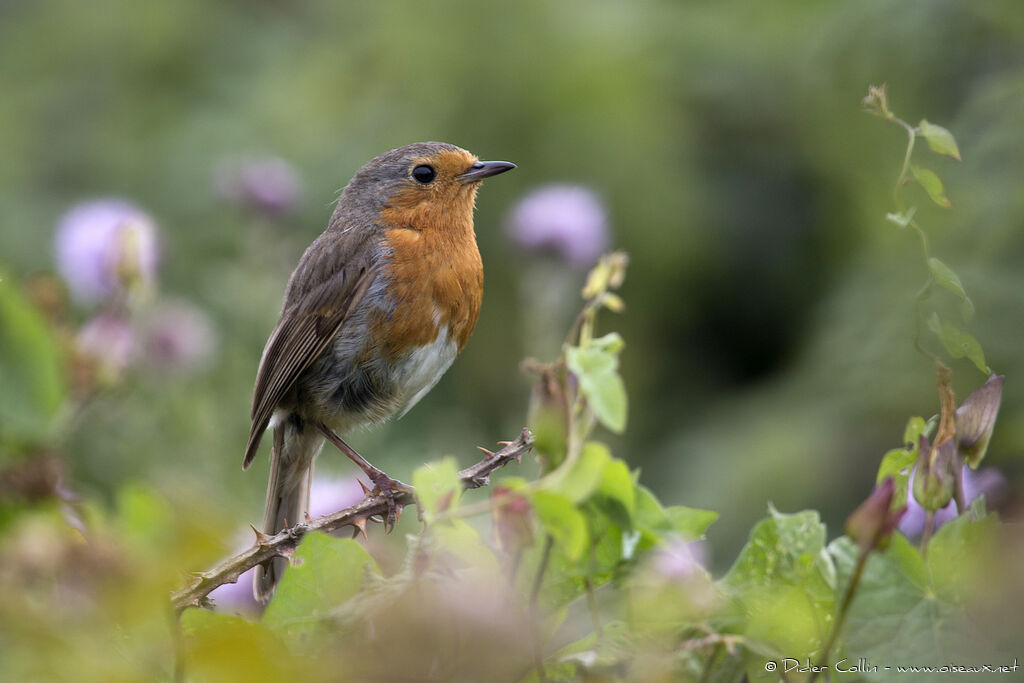 European Robinadult, identification