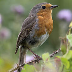 European Robin