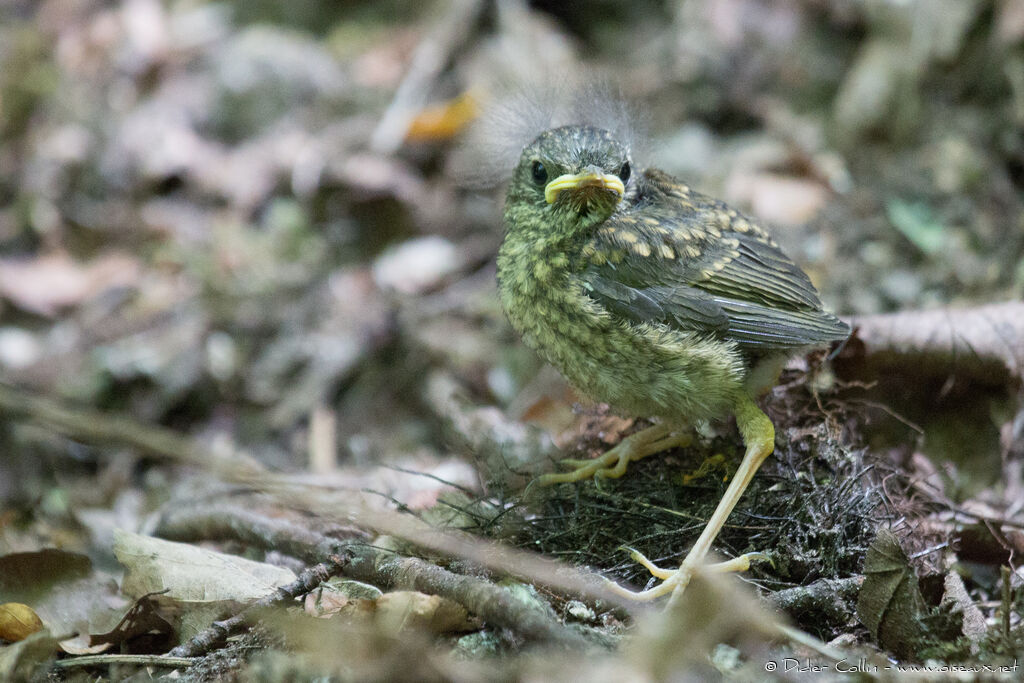 Rougegorge familierPoussin, identification