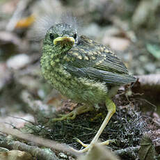 Rougegorge familier