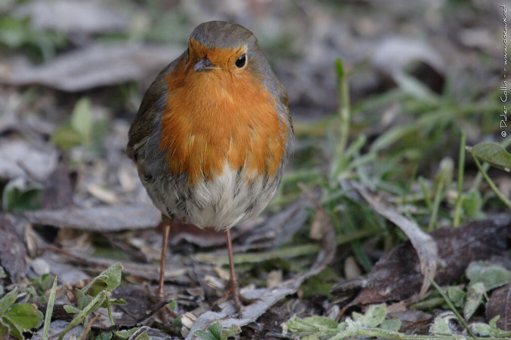 European Robinadult