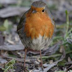 European Robin