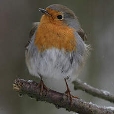 European Robin