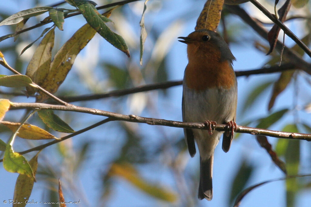 European Robin