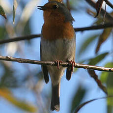 European Robin