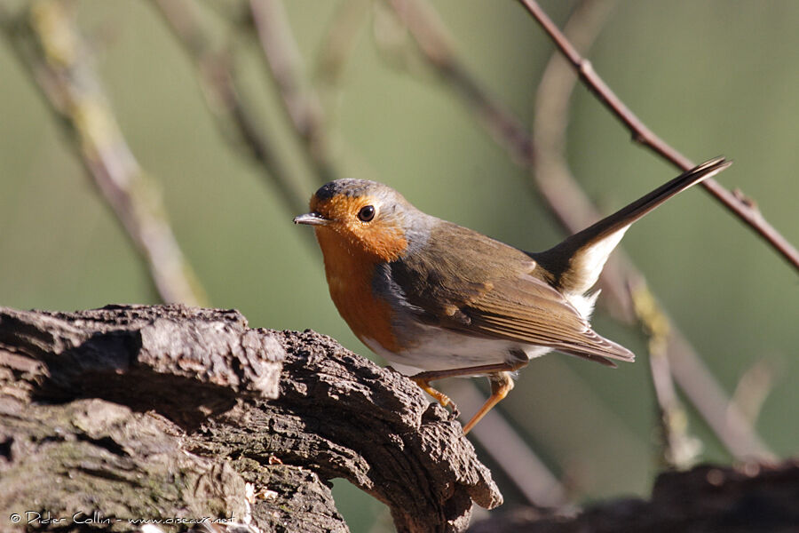 European Robin