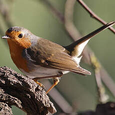 European Robin