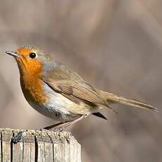 European Robin