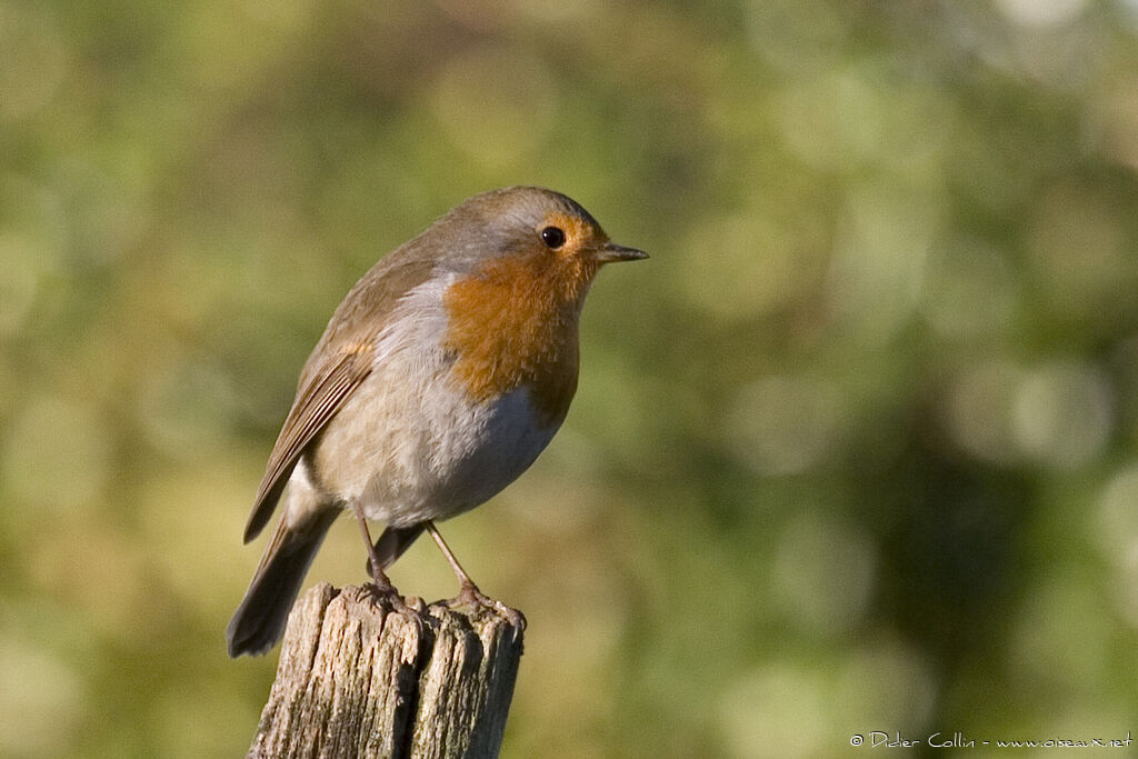 European Robinadult post breeding