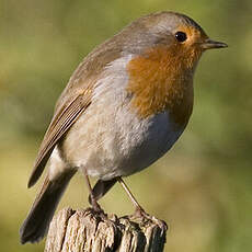 European Robin