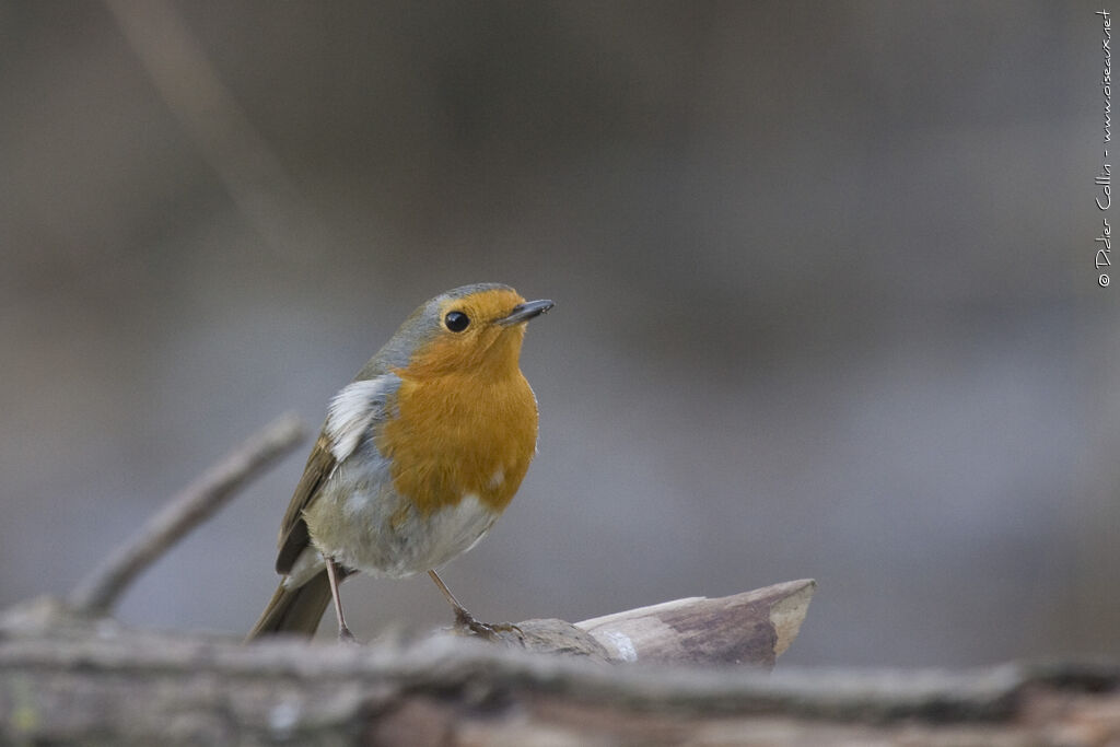 Rougegorge familier, identification