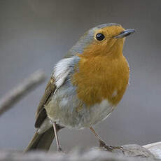 European Robin