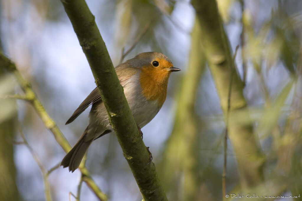 European Robinadult, identification