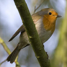 European Robin