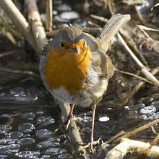 European Robin