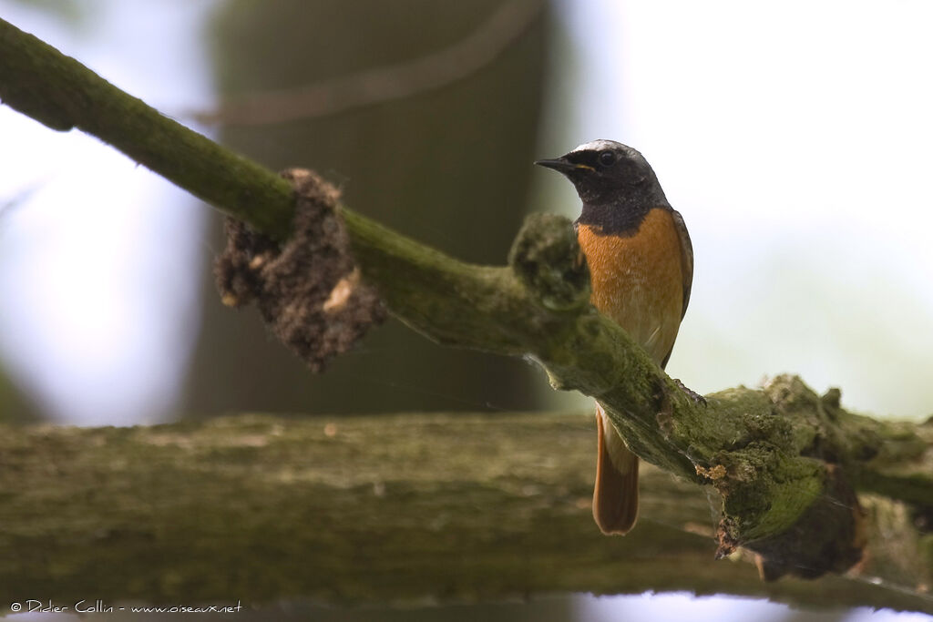 Common Redstart male adult, identification