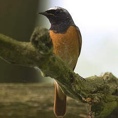 Common Redstart