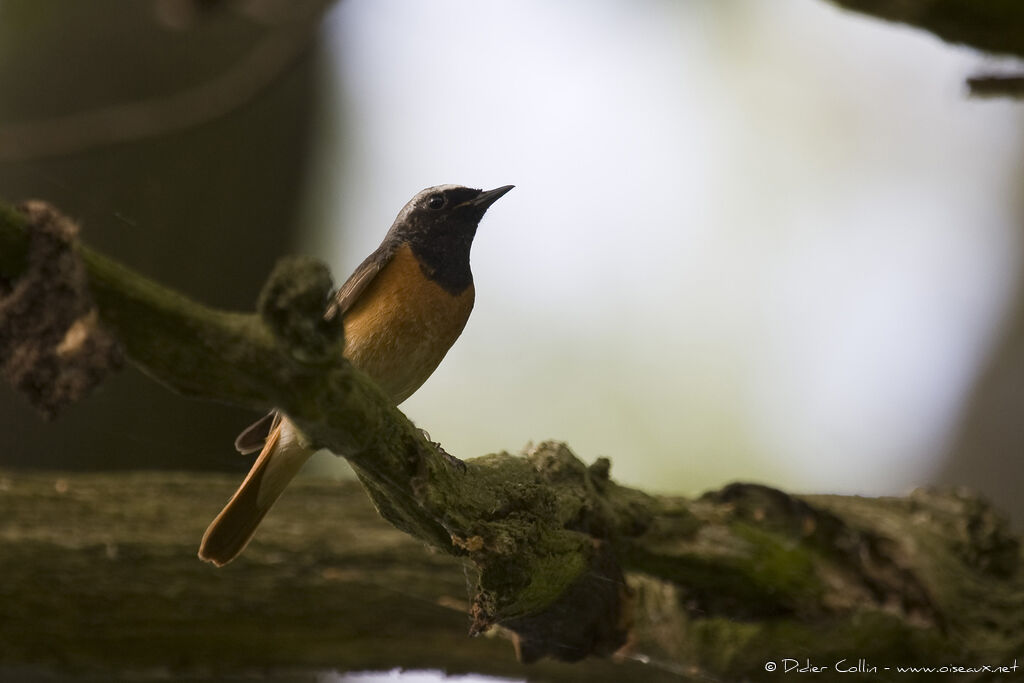 Common Redstart male adult, identification