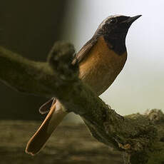 Common Redstart