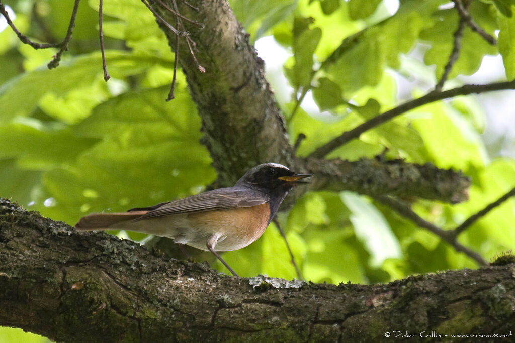 Common Redstart male adult