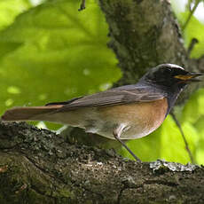 Common Redstart