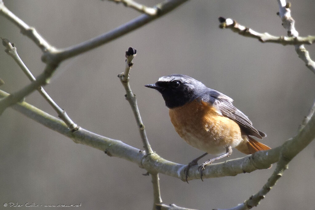 Common Redstartadult