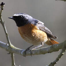 Common Redstart