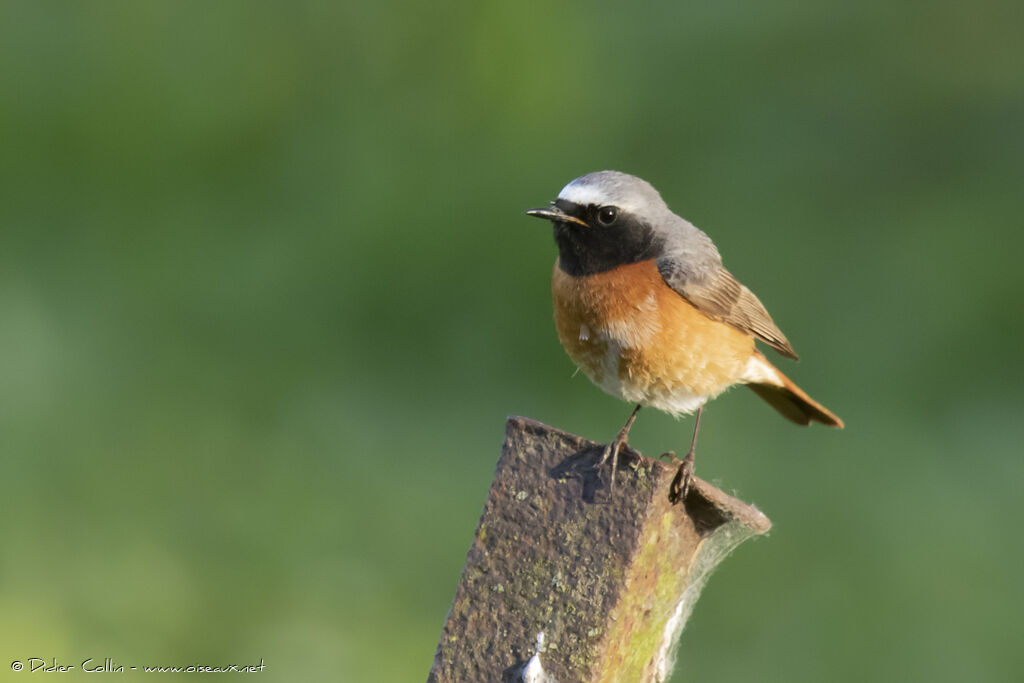 Common Redstart male adult breeding, identification