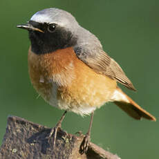 Common Redstart