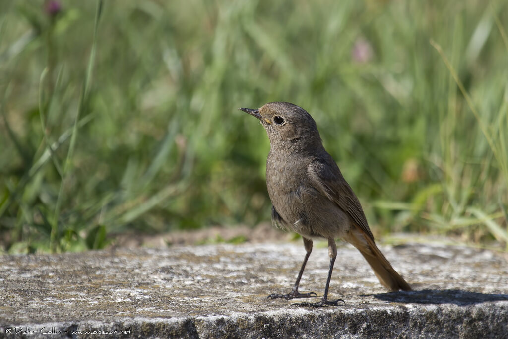 Black Redstartjuvenile