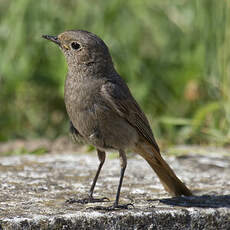 Black Redstart