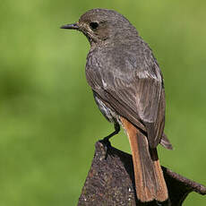 Black Redstart