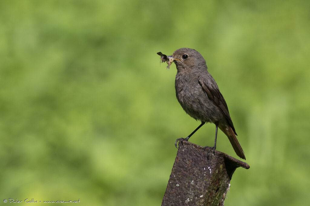 Black Redstartjuvenile, feeding habits