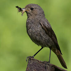 Black Redstart