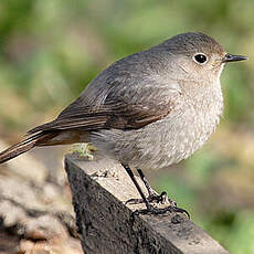 Black Redstart