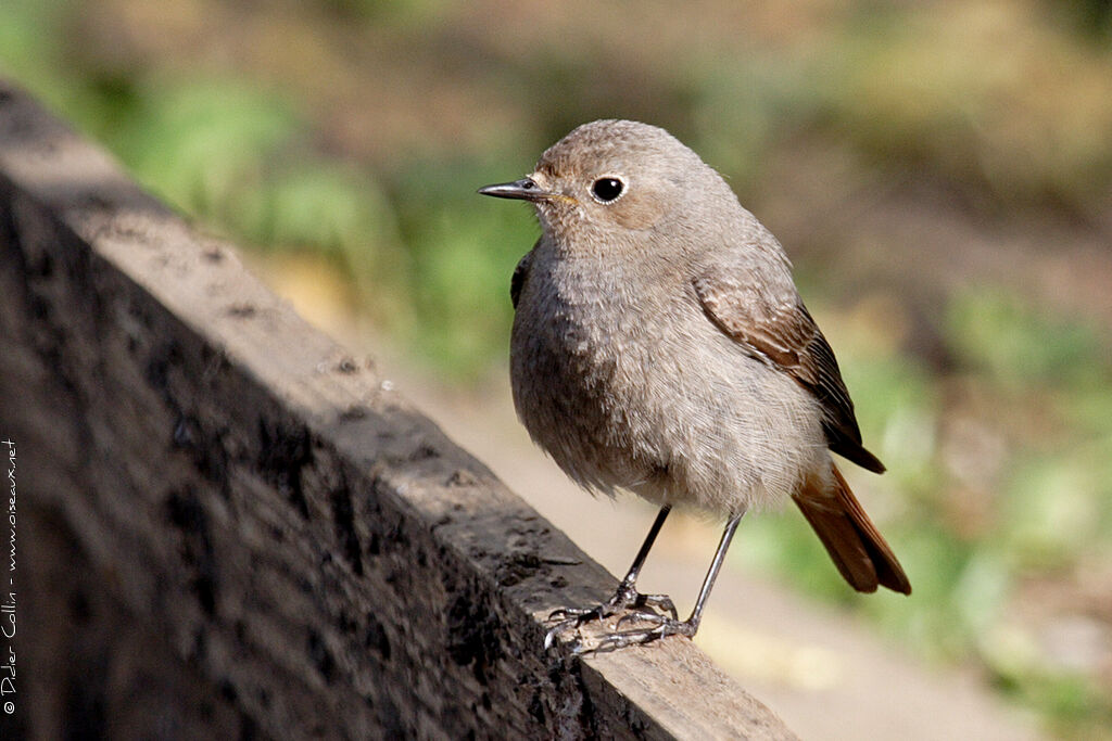 Black Redstart