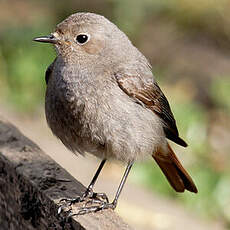 Black Redstart