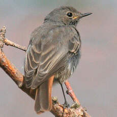 Black Redstart