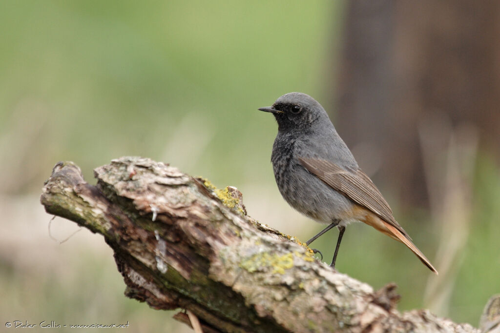 Black Redstart male adult, identification