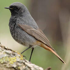 Black Redstart