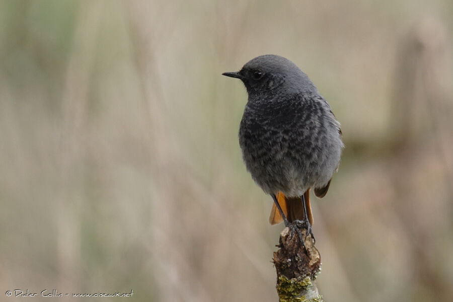 Black Redstart male adult