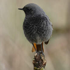 Black Redstart