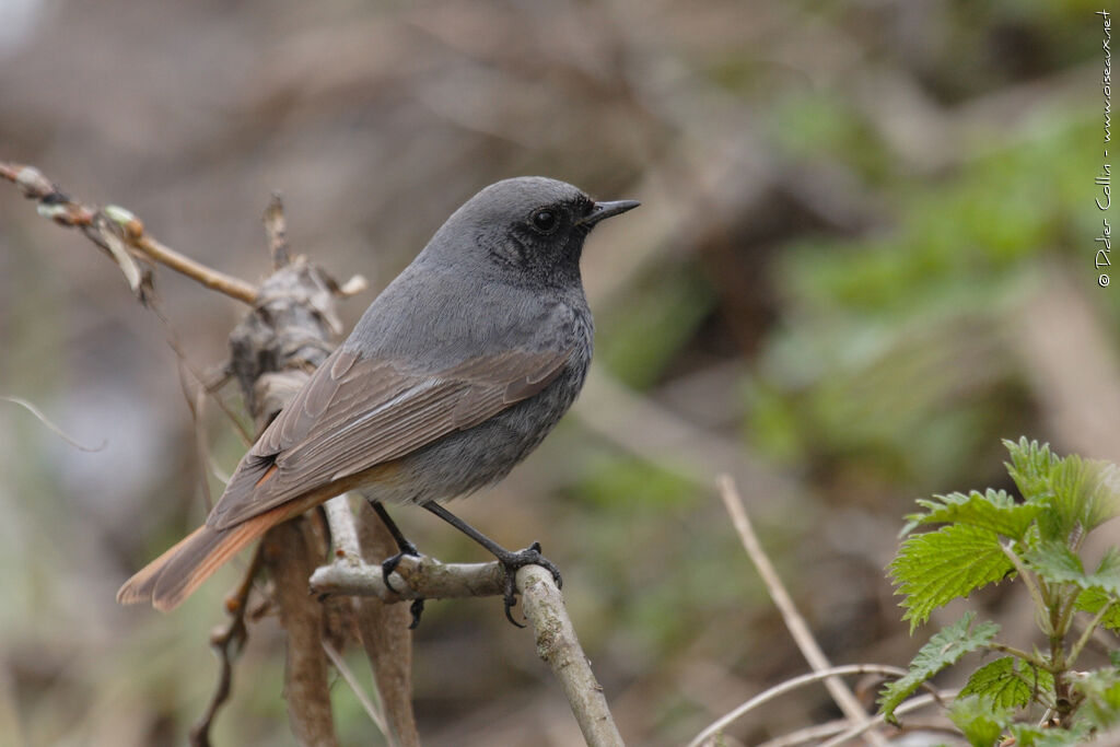 Black Redstart male adult