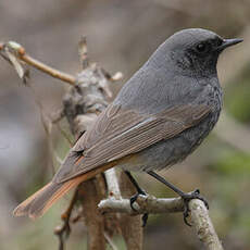 Black Redstart