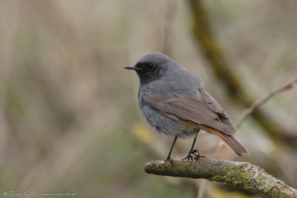 Black Redstart male adult