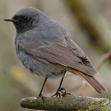 Black Redstart